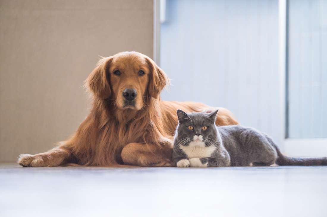 Kedi ve Köpeklerdeki Parazitler