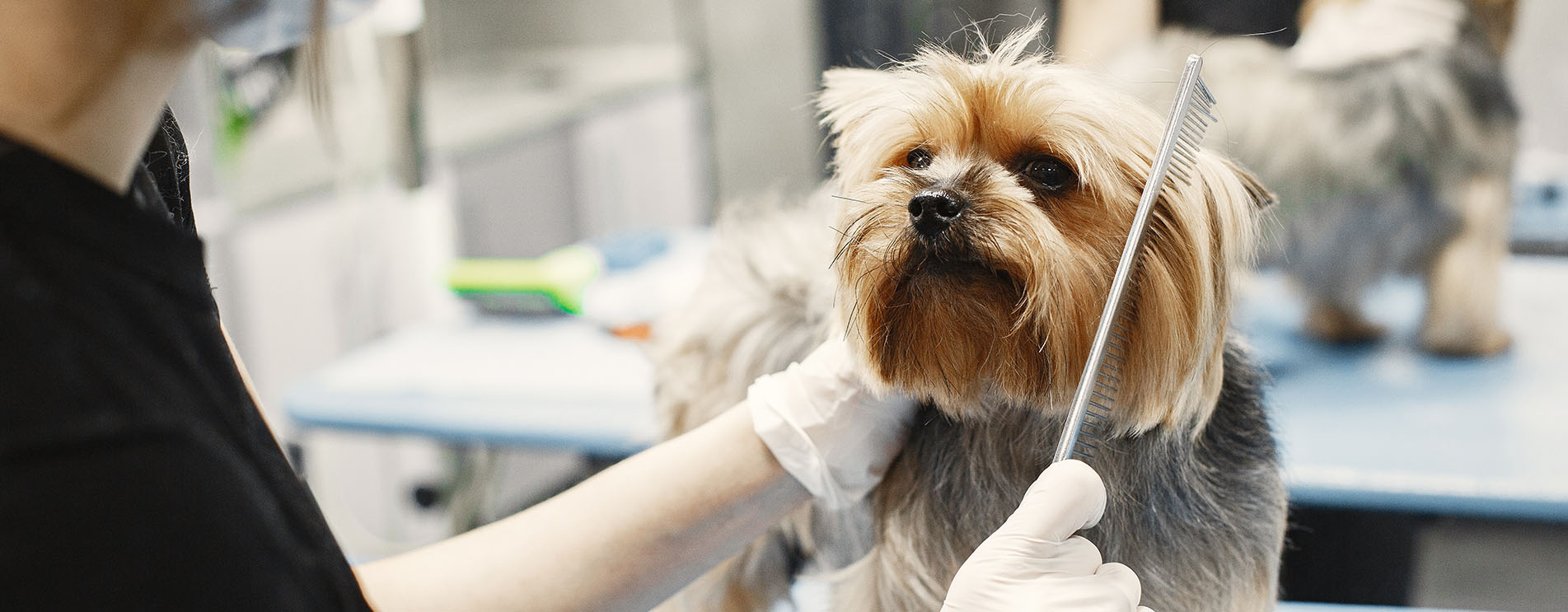 Bahçelievler Veteriner Kliniği