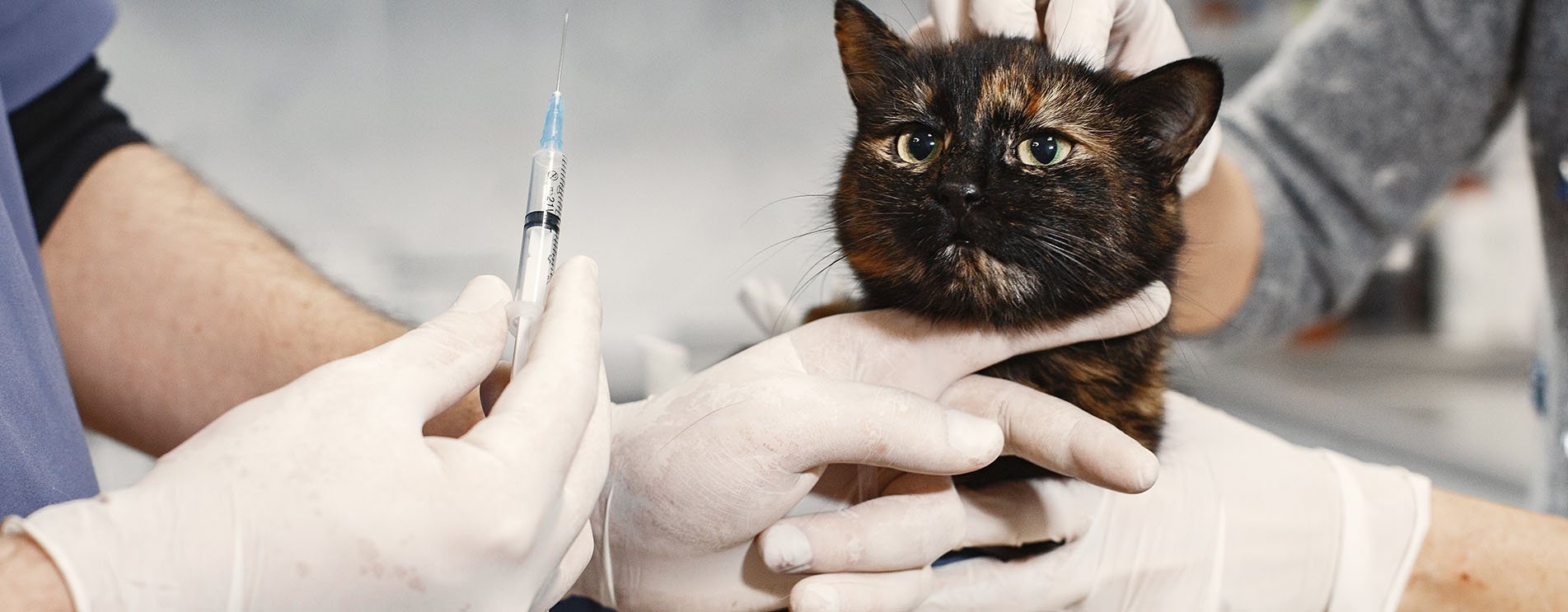 Bahçelievler Veteriner Kliniği